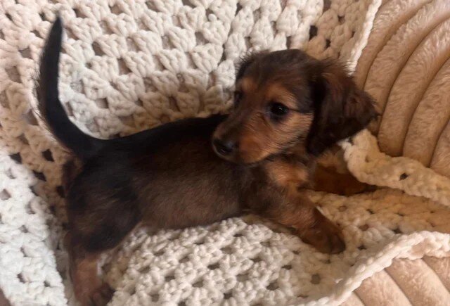 Long haired Sable cream Dachshund puppies last 1 image 3