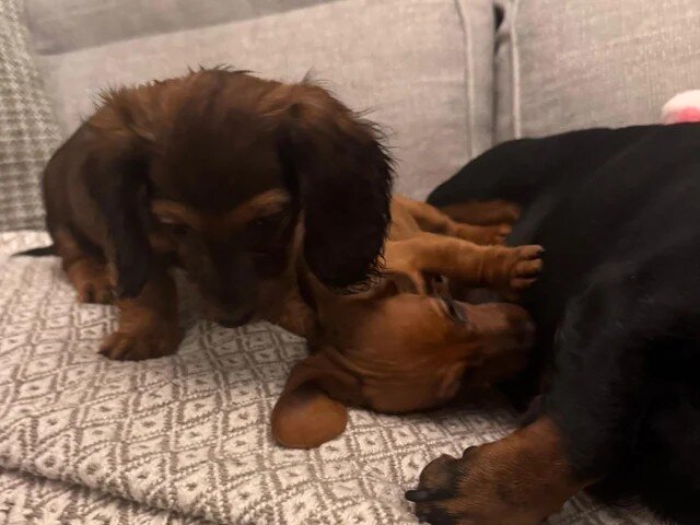 Long haired Sable cream Dachshund puppies last 1 image 5