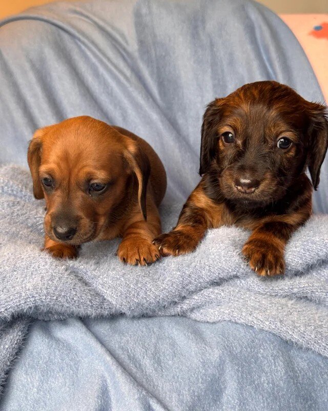 Long haired Sable cream Dachshund puppies last 1 image 6