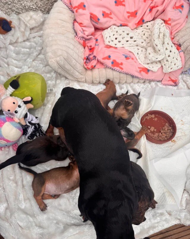 Long haired Sable cream Dachshund puppies last 1 image 8