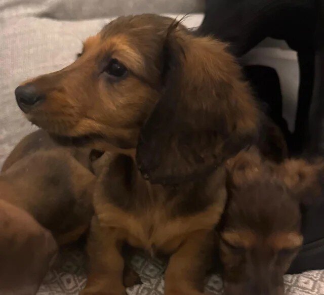 Long haired Sable cream Dachshund puppies last 1 image 7