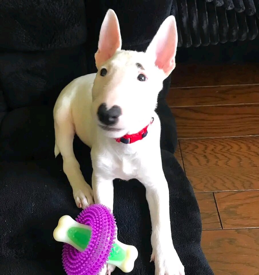 12 Weeks Old Bull Terrier Puppy 🐾 image 5