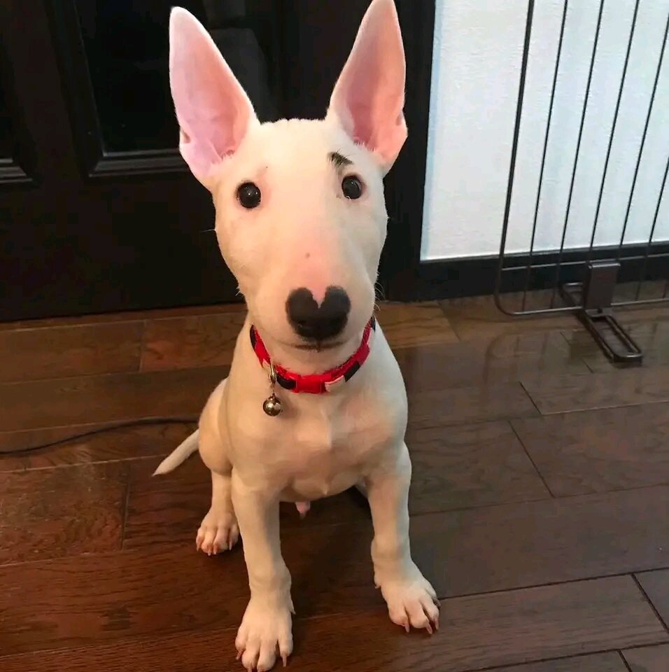 12 Weeks Old Bull Terrier Puppy 🐾 image 4