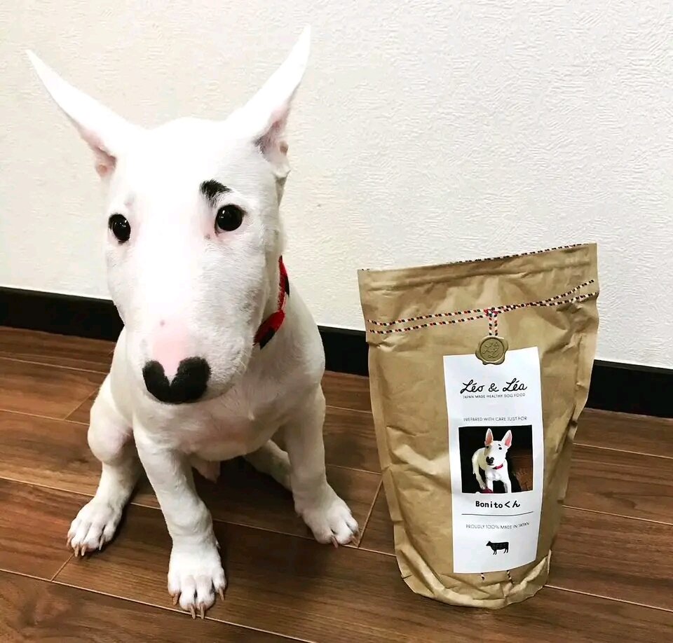 12 Weeks Old Bull Terrier Puppy 🐾 image 3