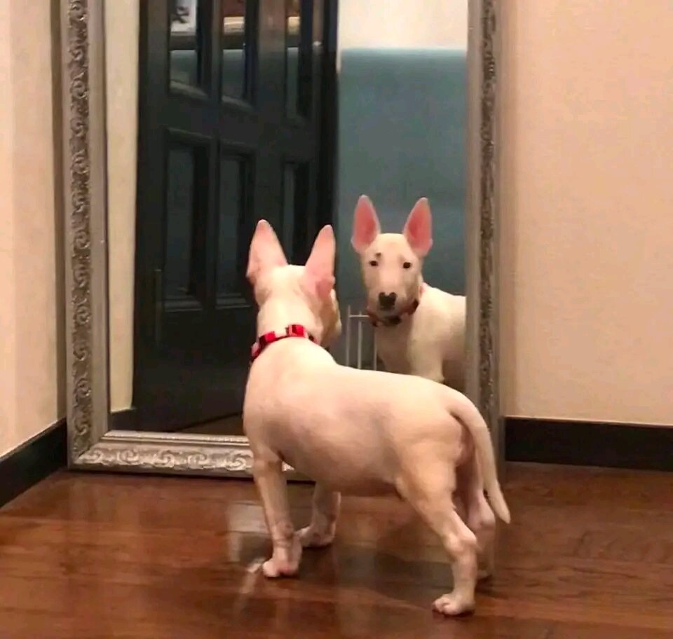 12 Weeks Old Bull Terrier Puppy 🐾 image 2