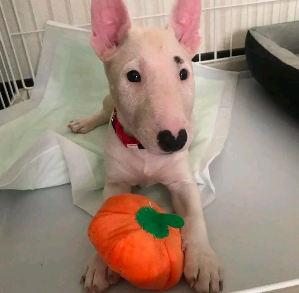 12 Weeks Old Bull Terrier Puppy 🐾 image 1