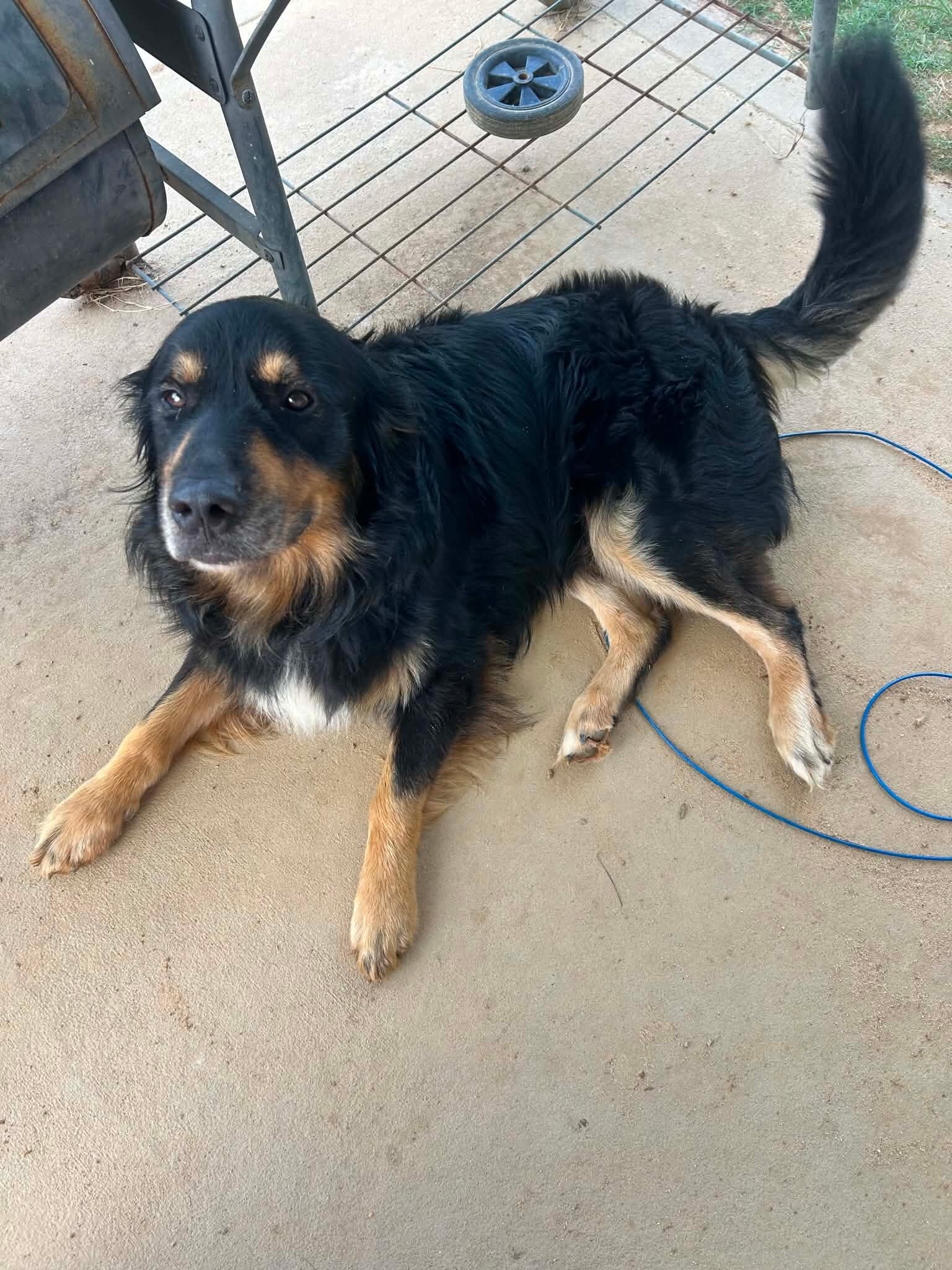 Australian Shephard mix with golden retreiver image 3