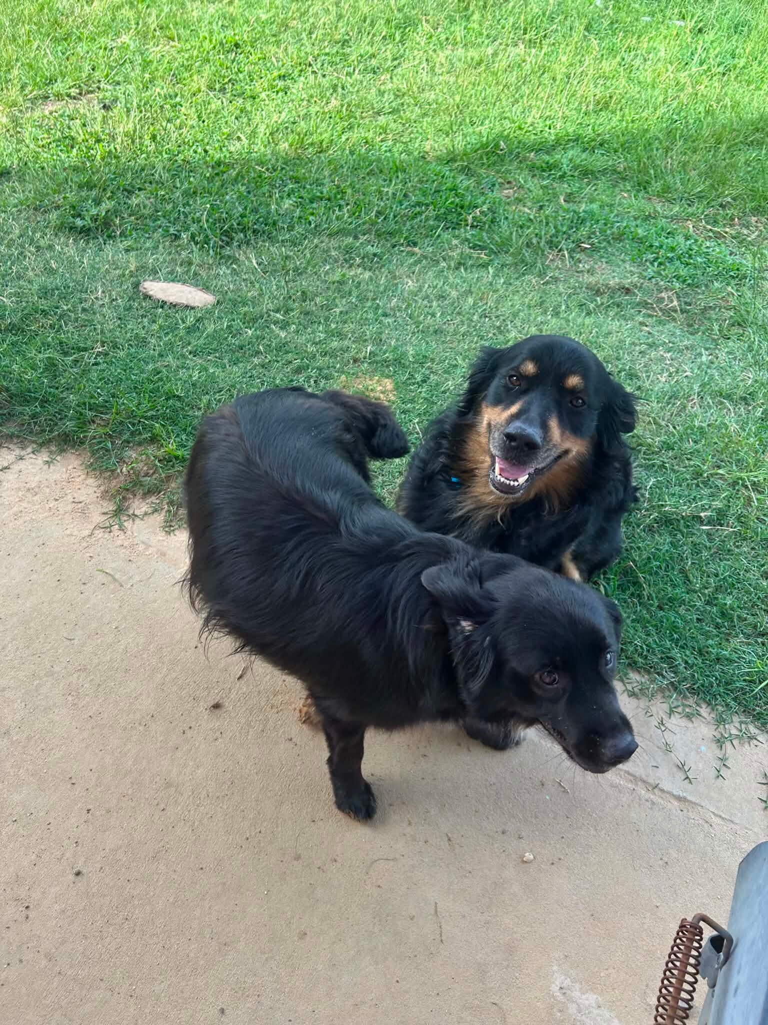 Australian Shephard mix with golden retreiver image 1