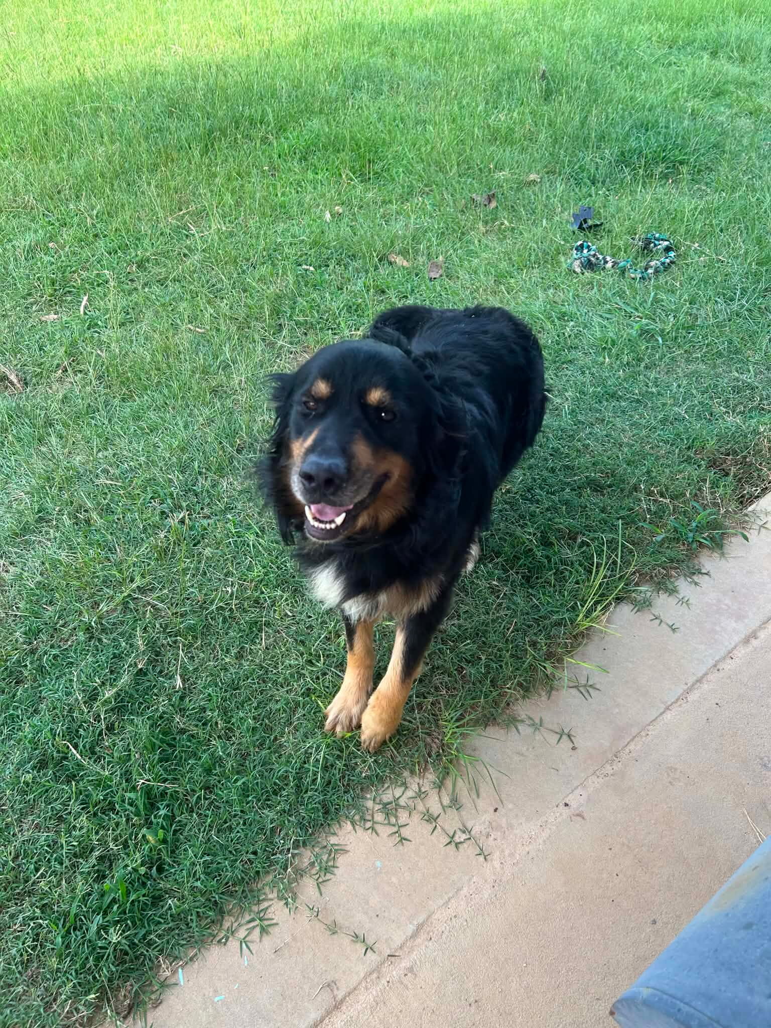 Australian Shephard mix with golden retreiver image 2