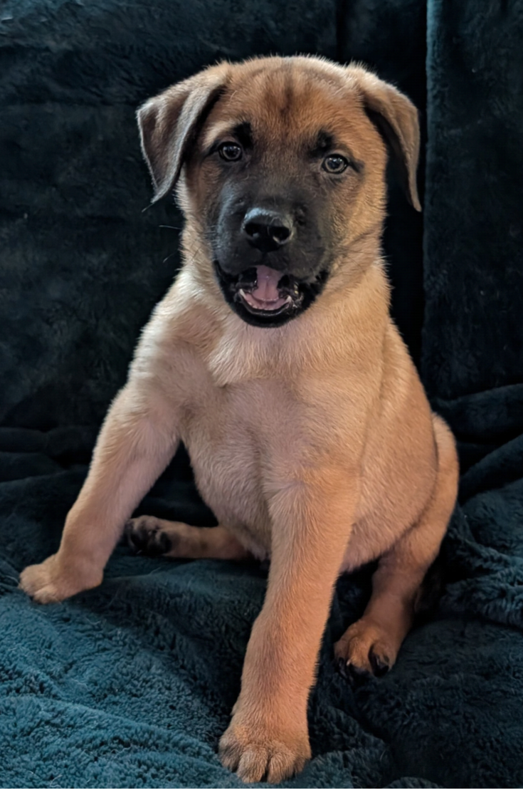 Husky/Sheppard/Malinois puppy image 8