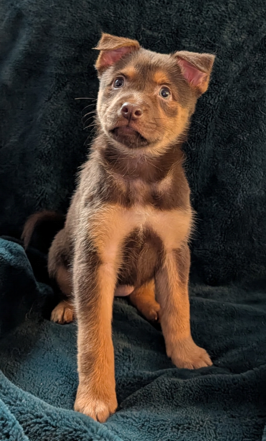 Husky/Sheppard/Malinois puppy image 2