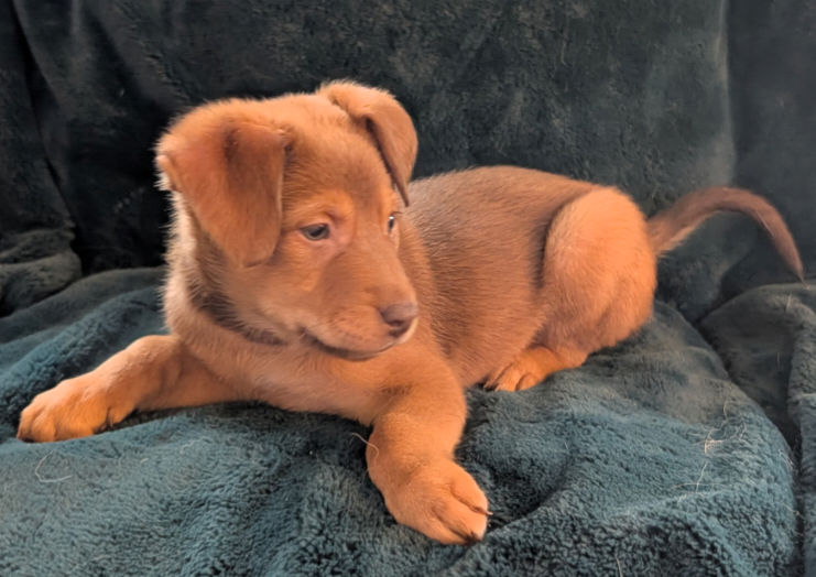 Husky/Sheppard/Malinois puppy image 3