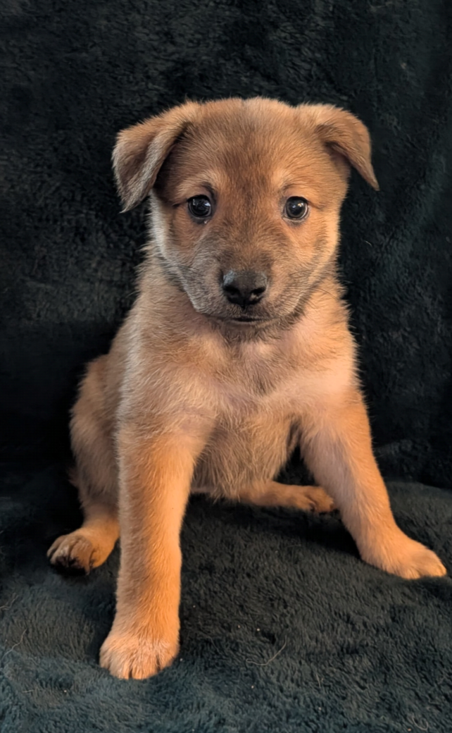 Husky/Sheppard/Malinois puppy image 5
