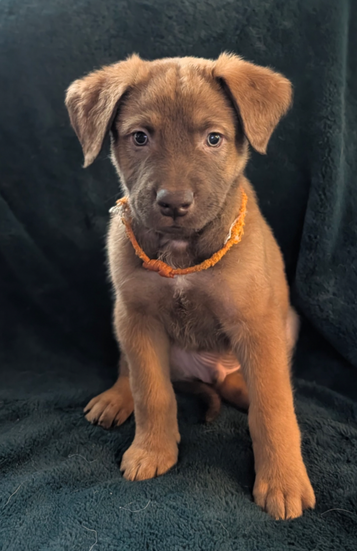 Husky/Sheppard/Malinois puppy image 6