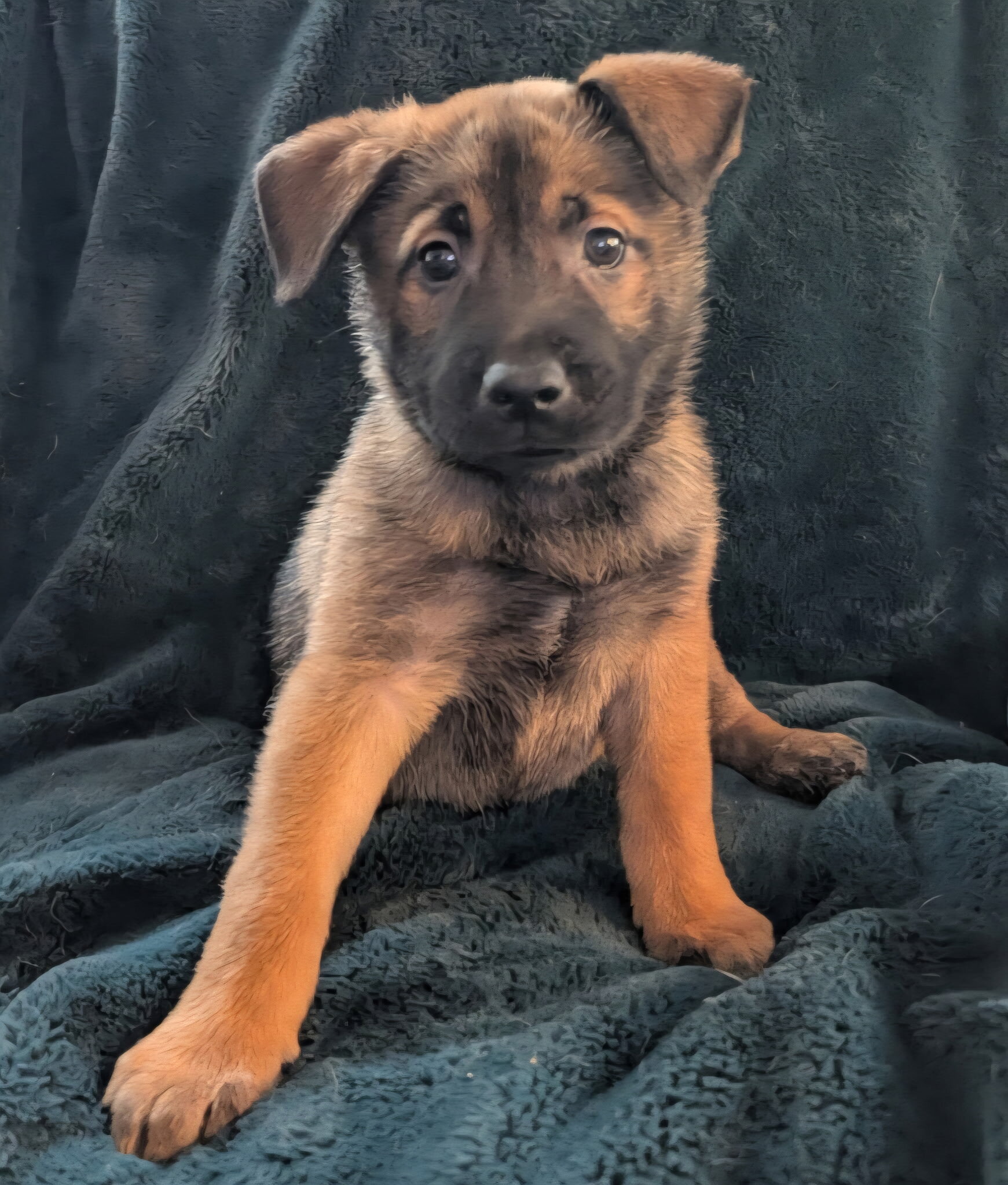Husky/Sheppard/Malinois puppy image 7