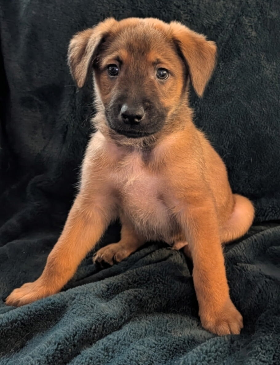Husky/Sheppard/Malinois puppy image 4