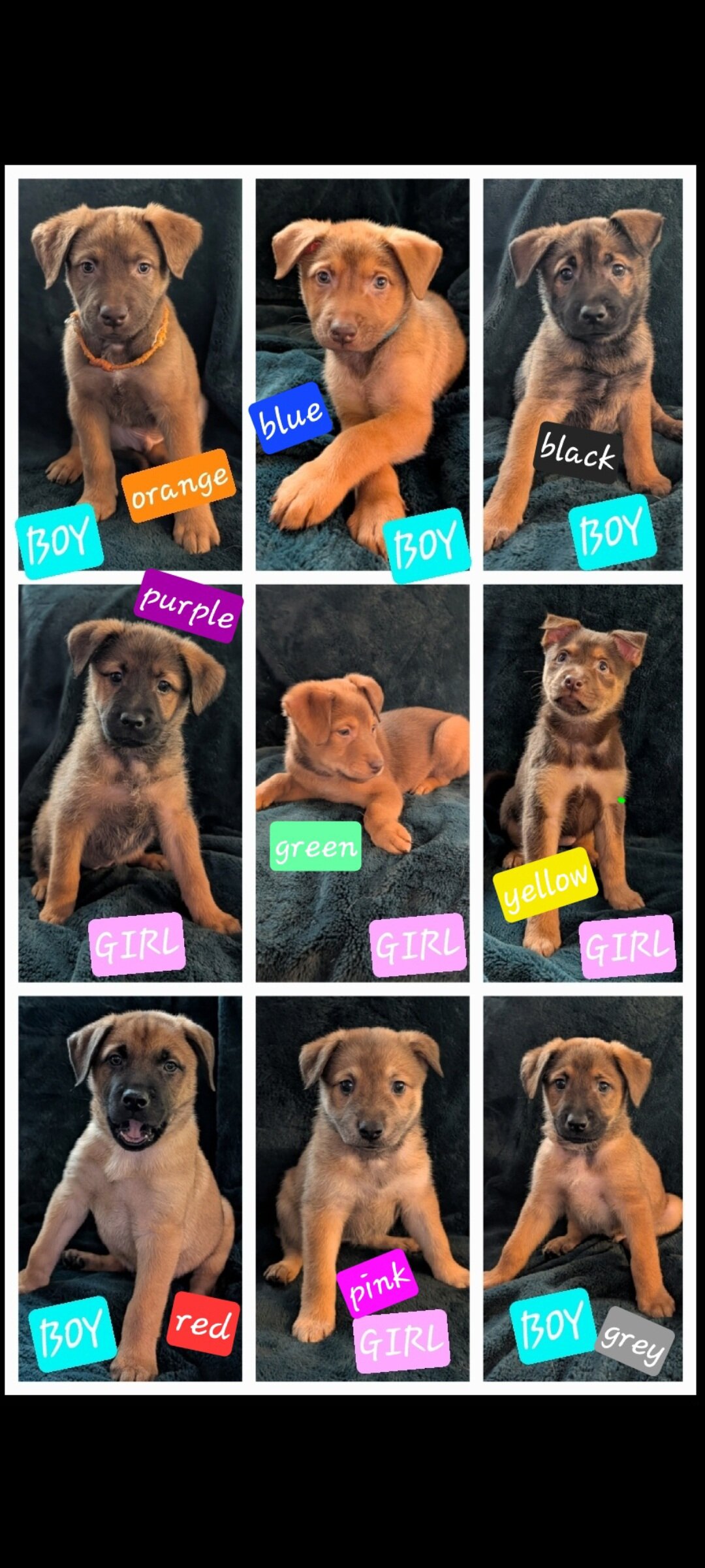 Husky/Sheppard/Malinois puppy image 1
