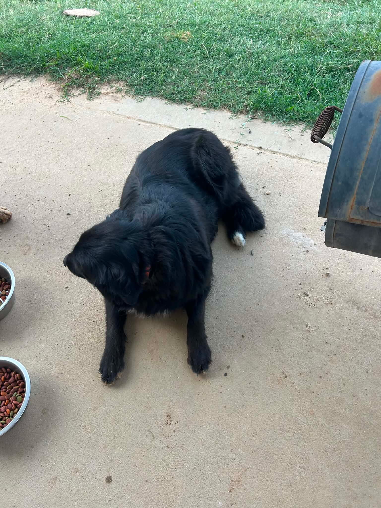 Australian Shepherd mix with golden retriever image 3