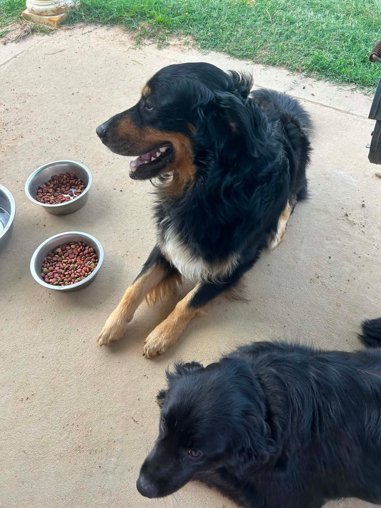 Australian Shepherd mix with golden retriever image 1