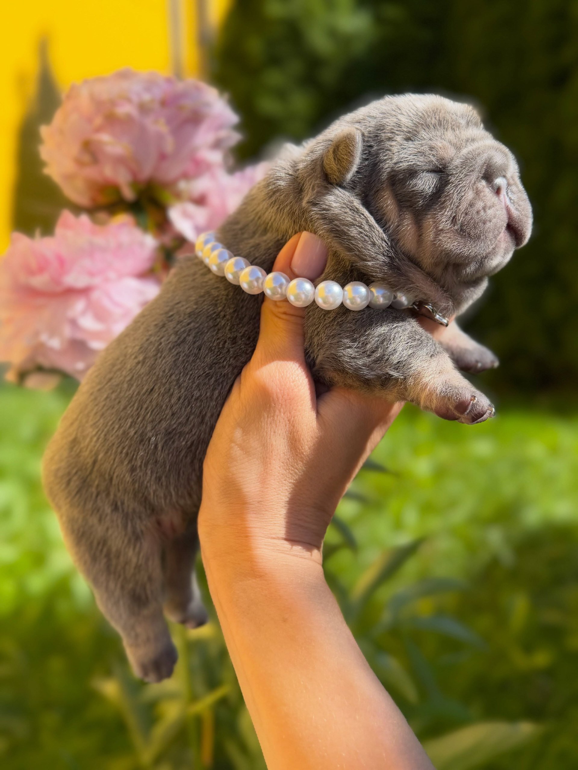 French Bulldog image 7