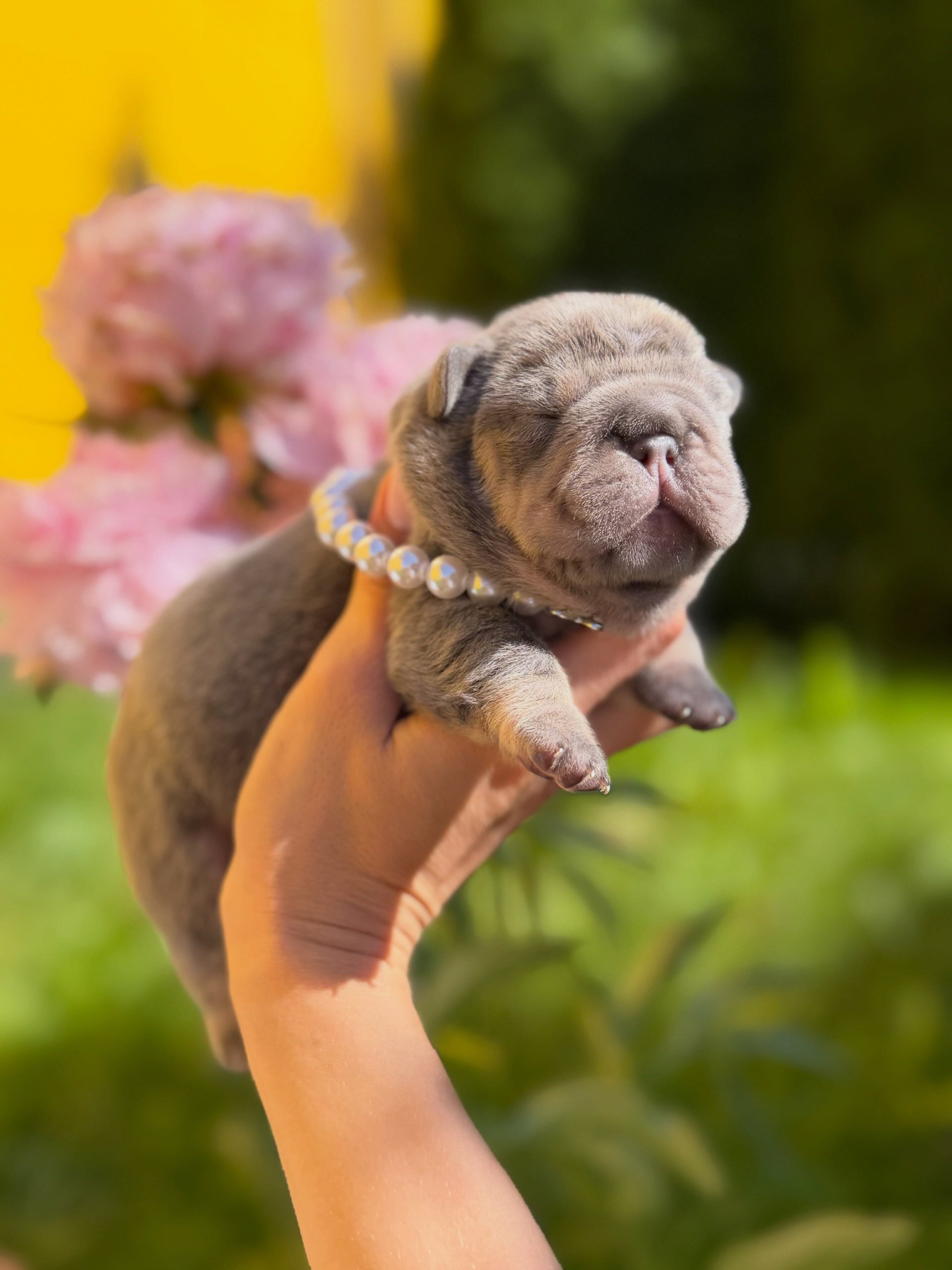 French Bulldog image 1