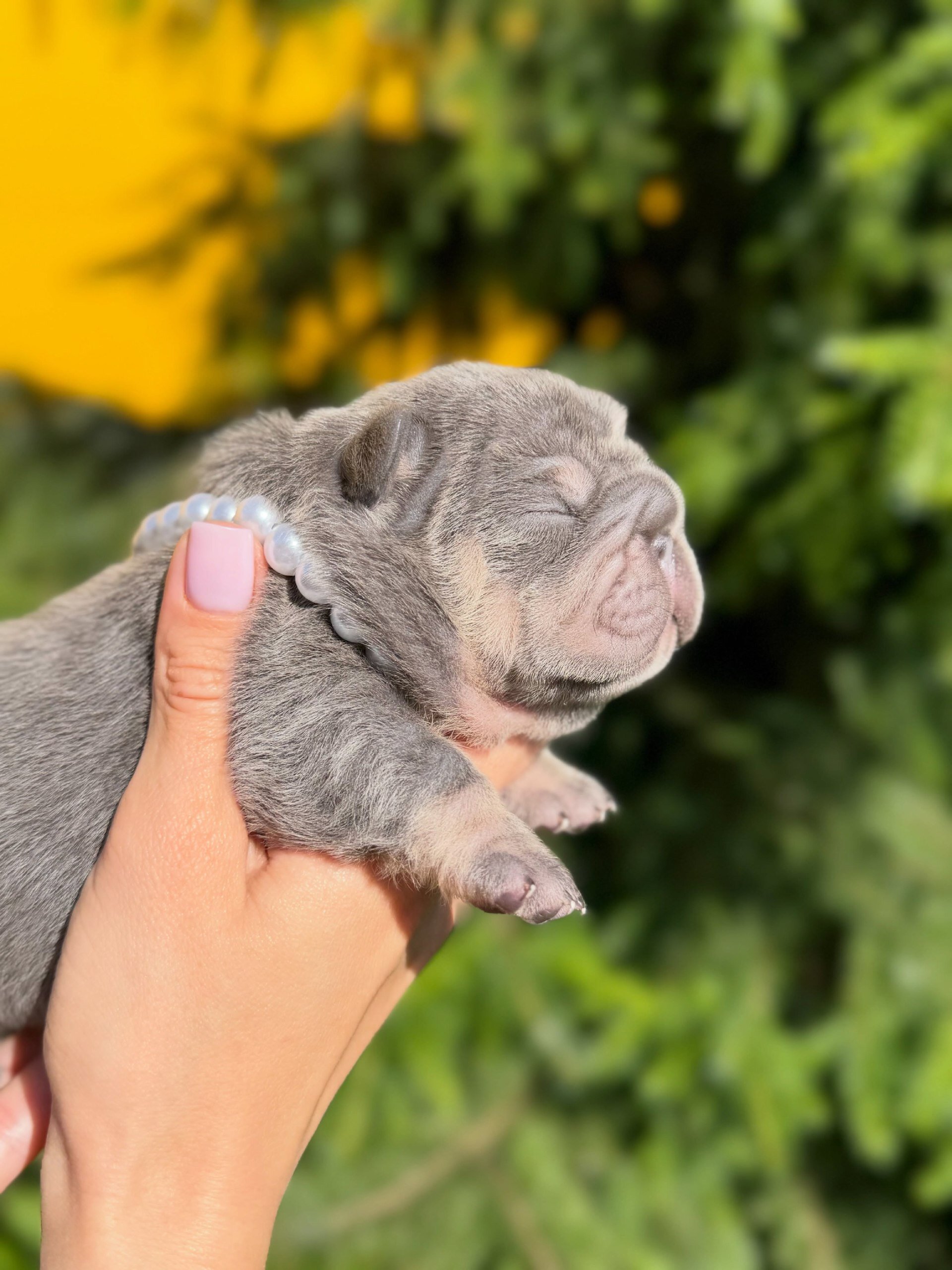 French Bulldog image 2