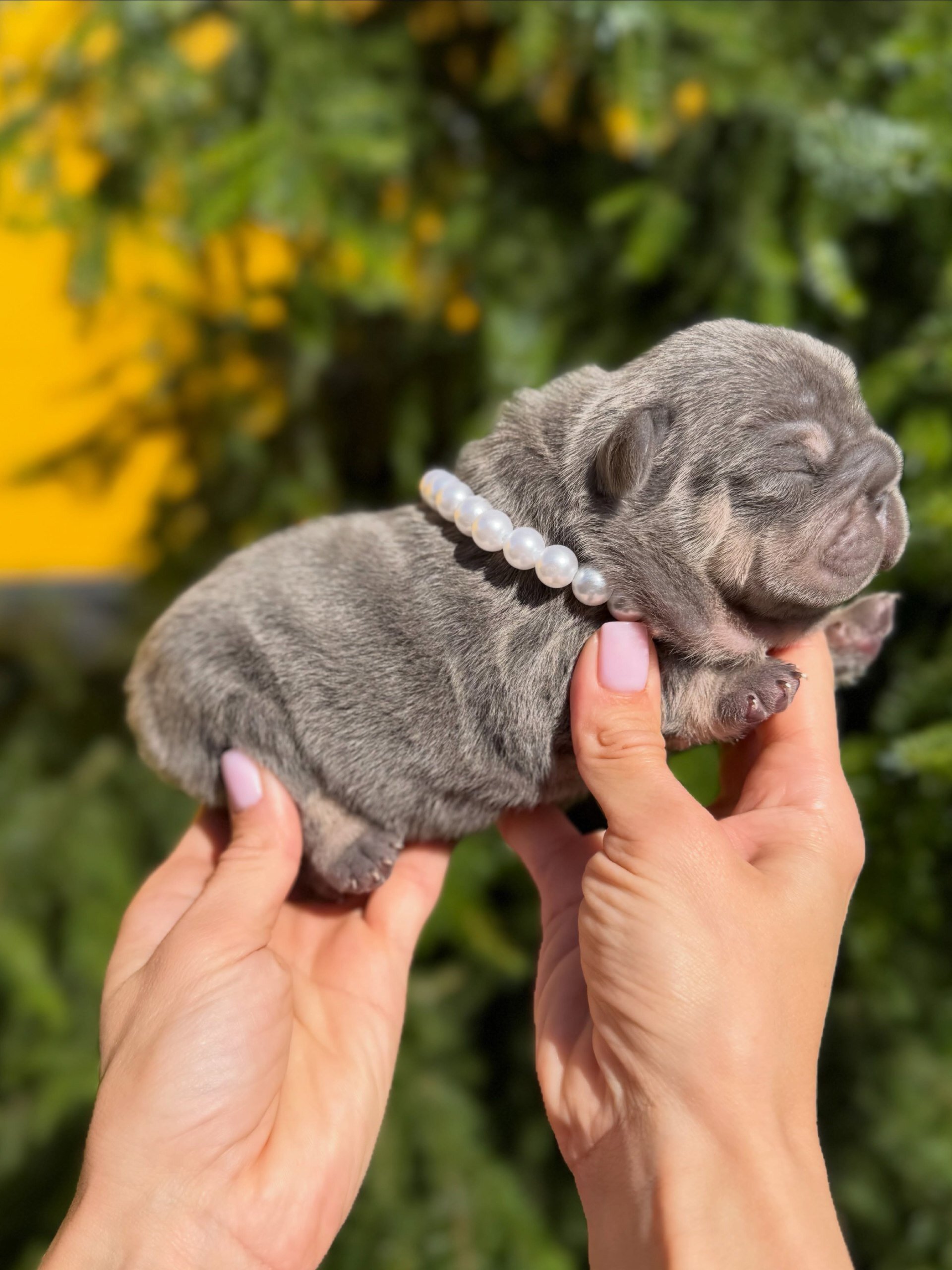 French Bulldog image 4