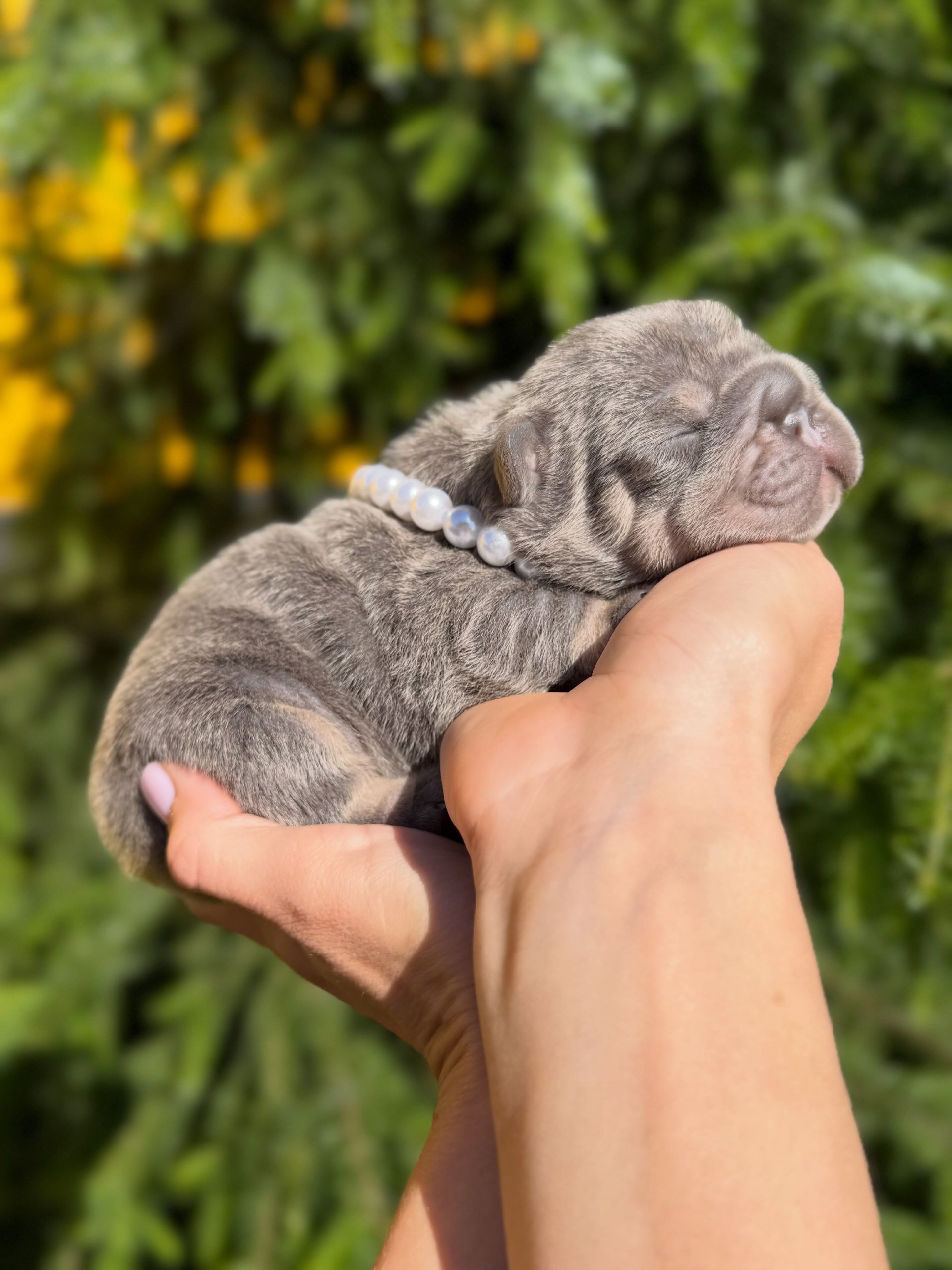 French Bulldog image 6
