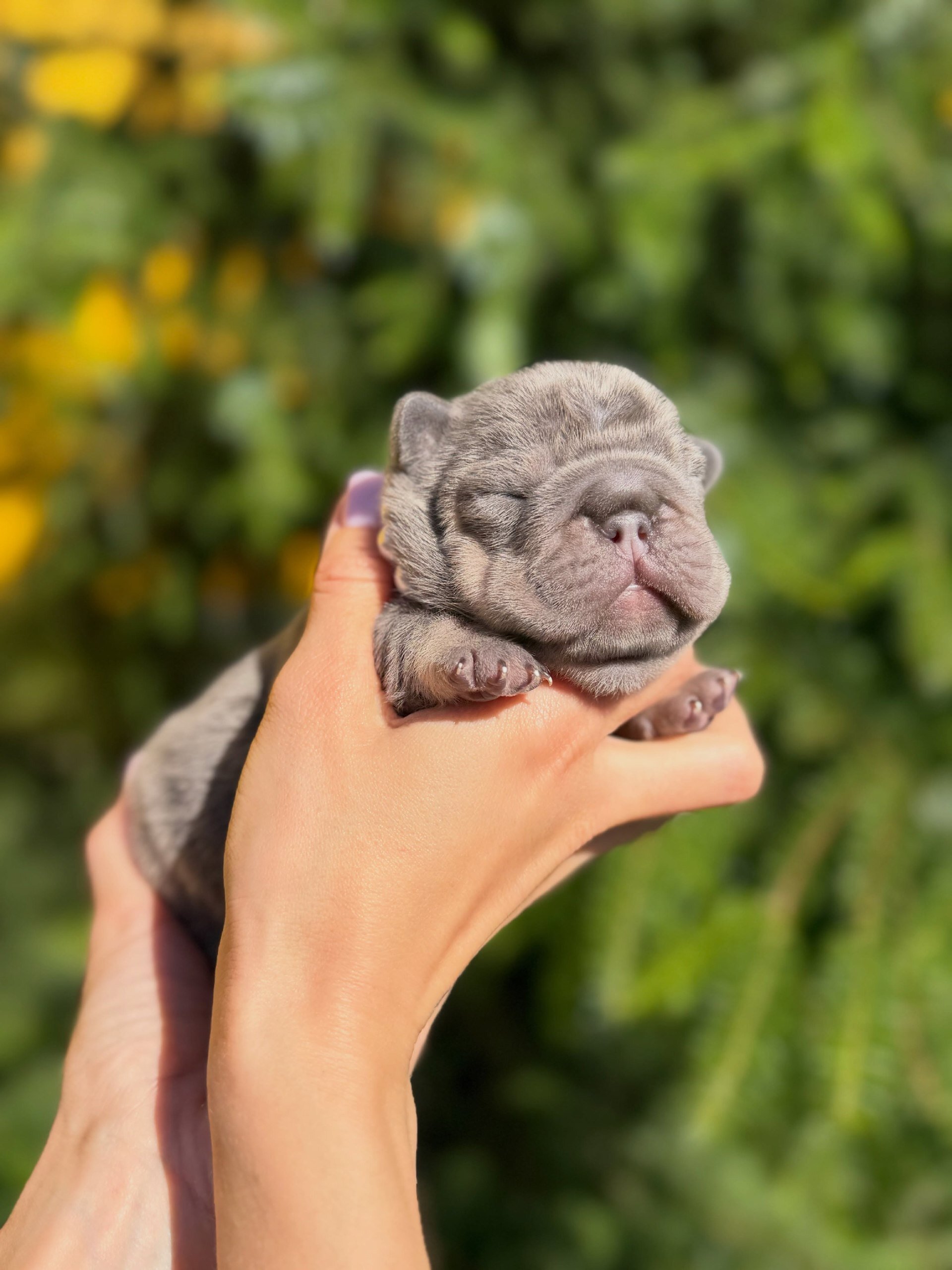 French Bulldog image 5