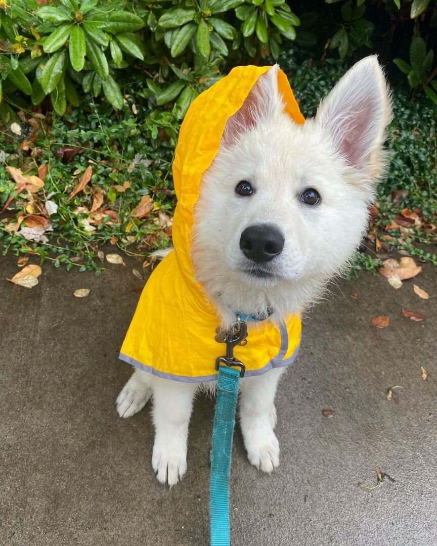 Beautiful Fluffy White Puppy Looking for a Loving image 2
