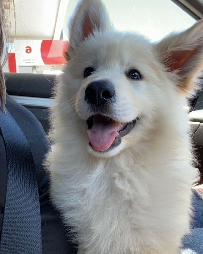 Beautiful Fluffy White Puppy Looking for a Loving image 3