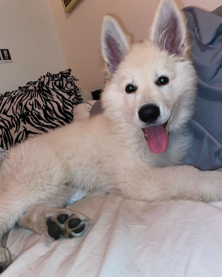 Beautiful Fluffy White Puppy Looking for a Loving image 1