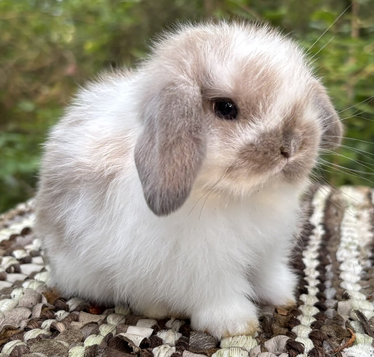 Pedigreed Holland Lop • Exceptional Temperament! image 1