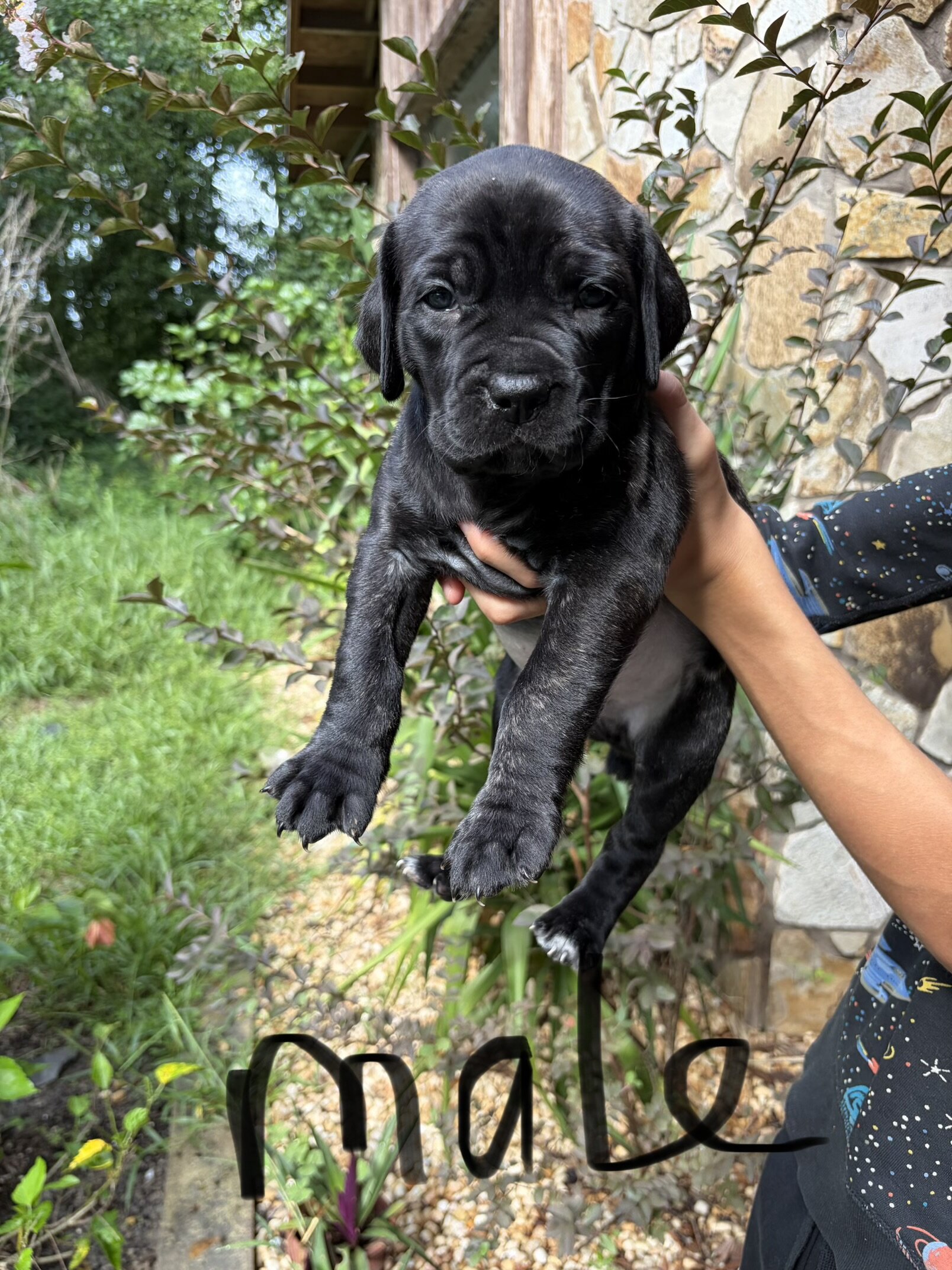 Cane Corso puppies image 2