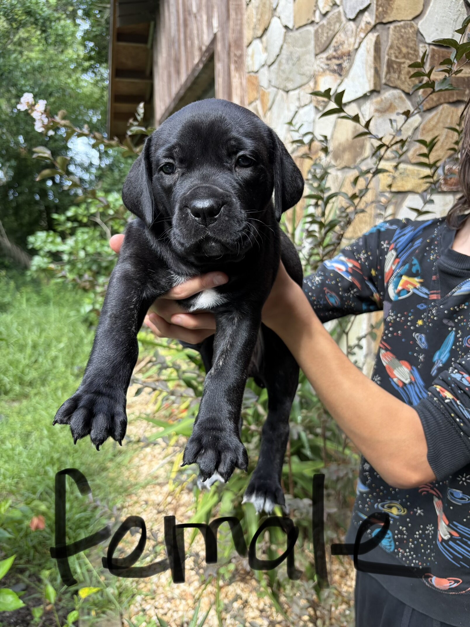 Cane Corso puppies image 3