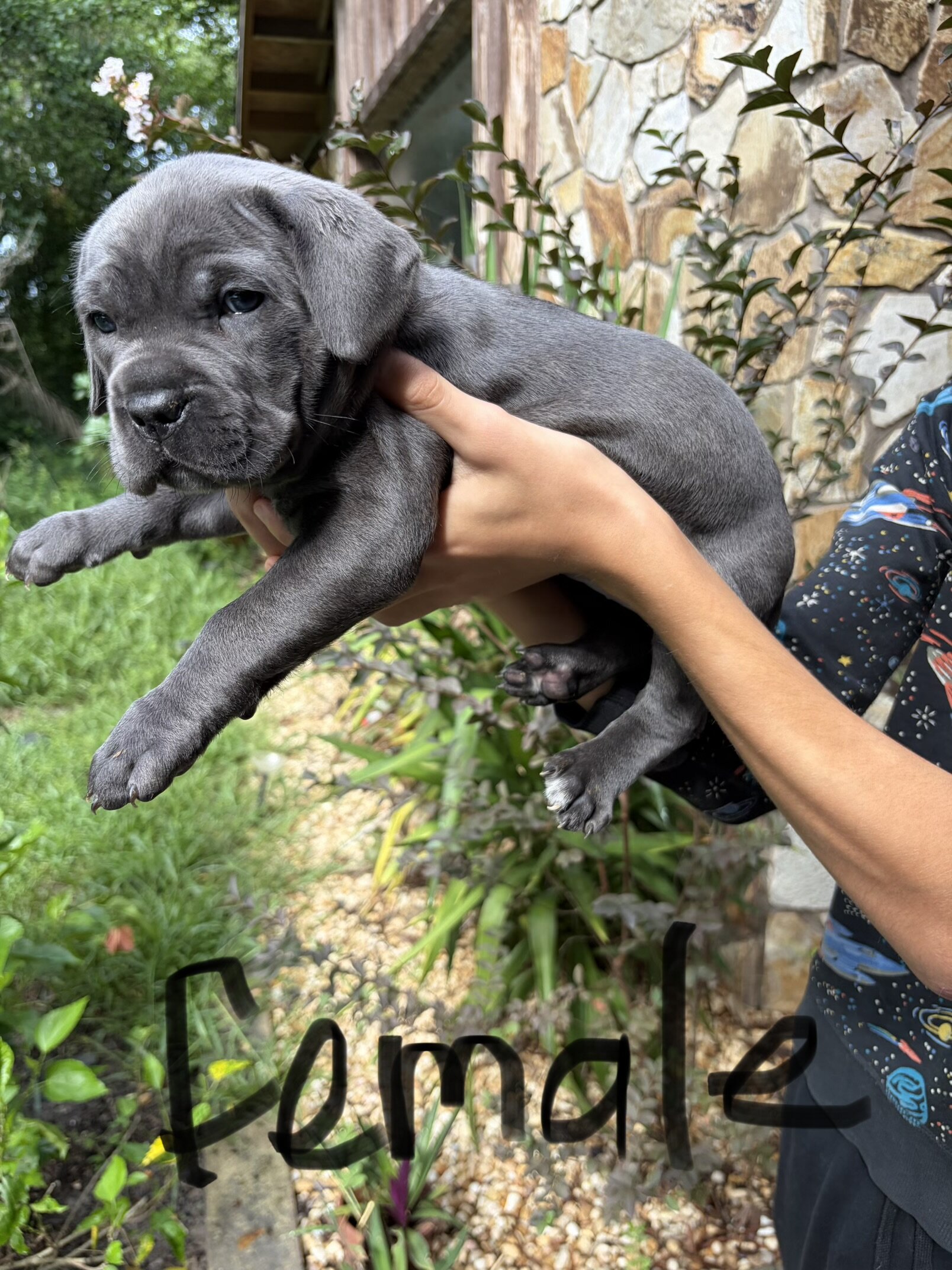 Cane Corso puppies image 4