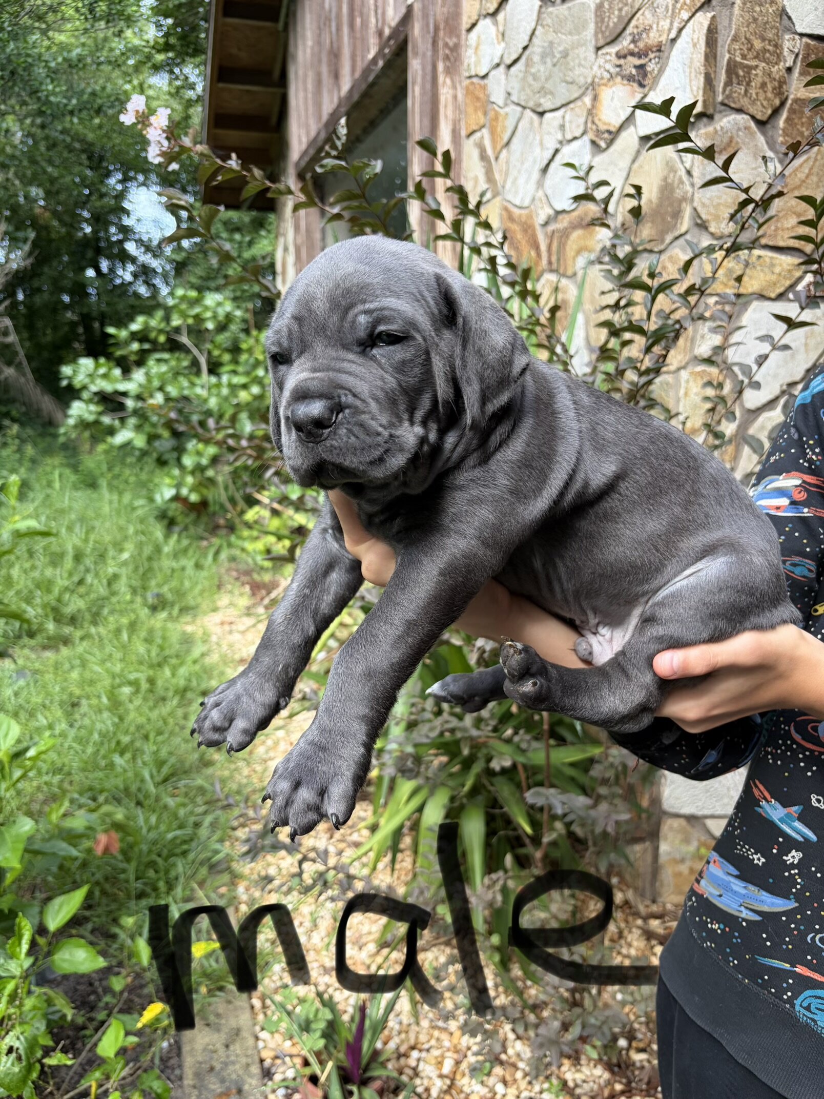 Cane Corso puppies image 1