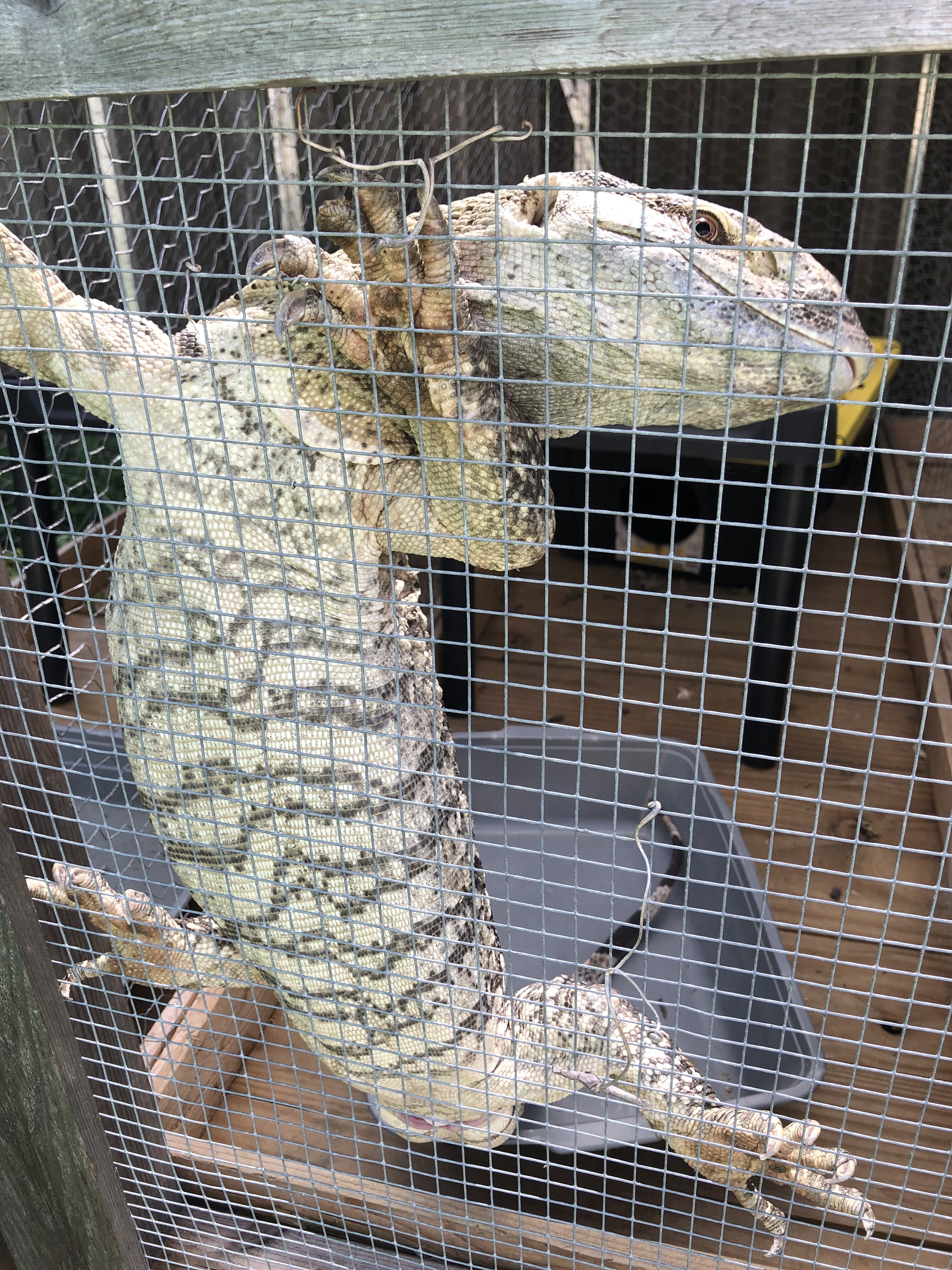 Whit Throat Monitor image 4