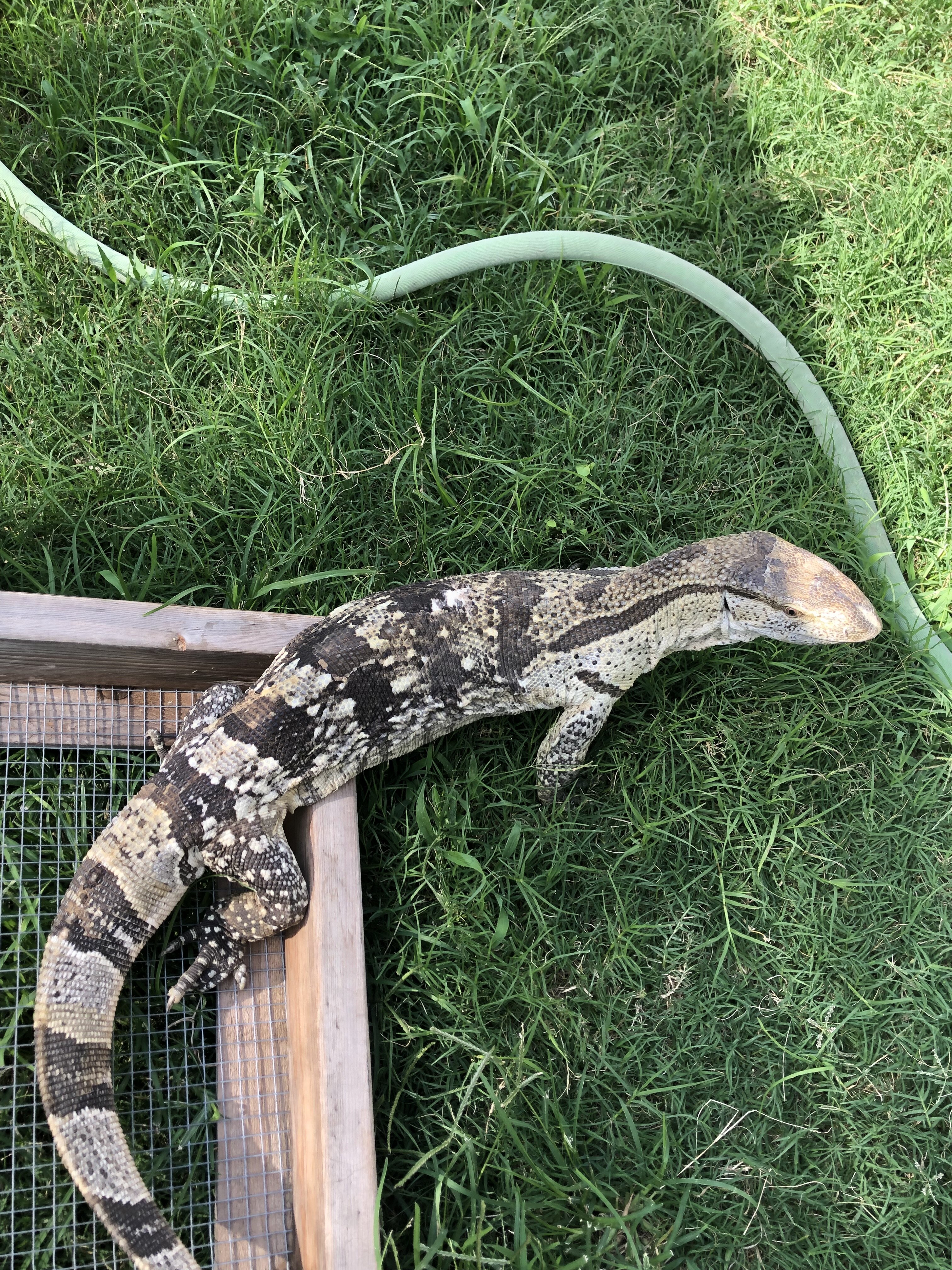 Whit Throat Monitor image 2