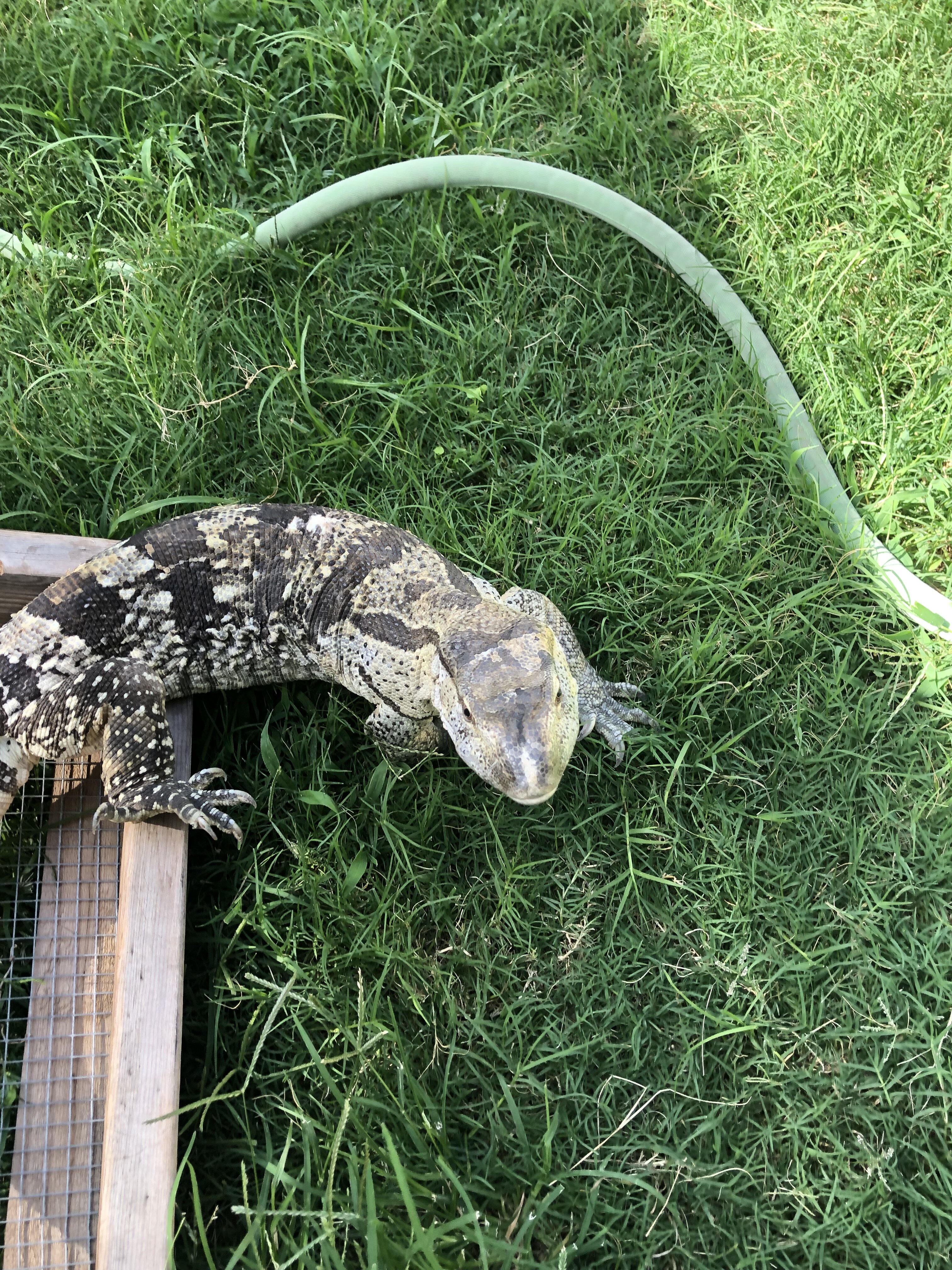 Whit Throat Monitor image 1