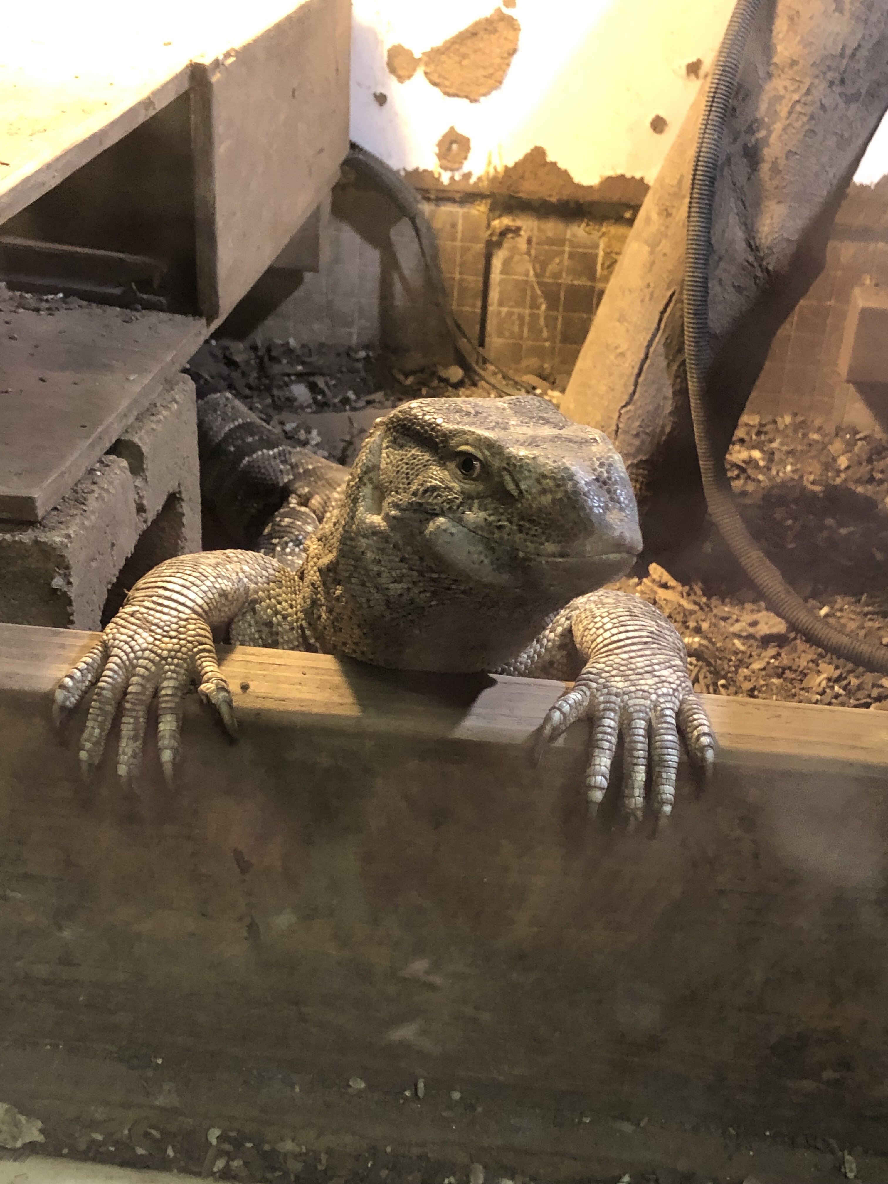 Whit Throat Monitor image 3