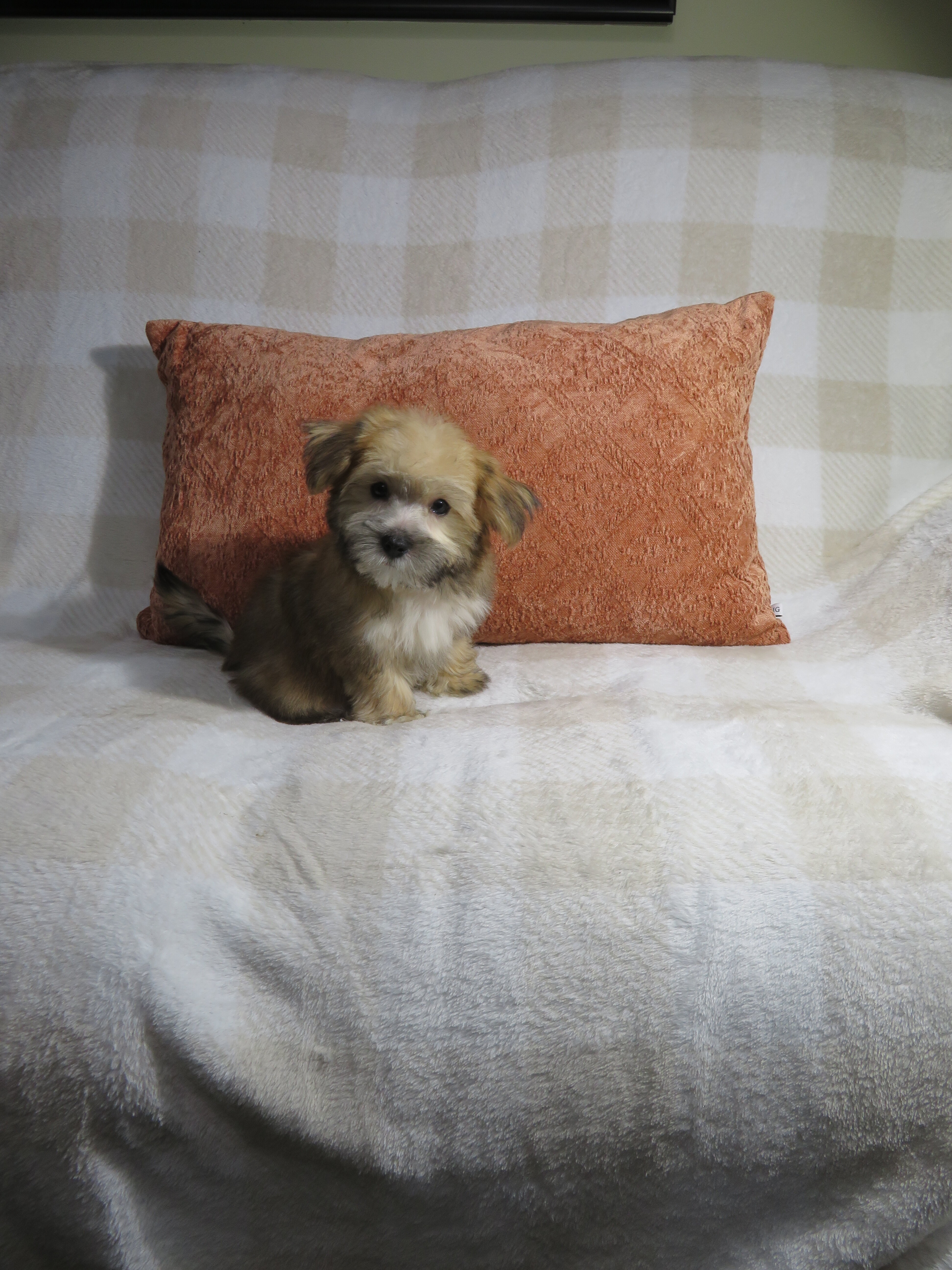 Morkie Puppies Males image 1