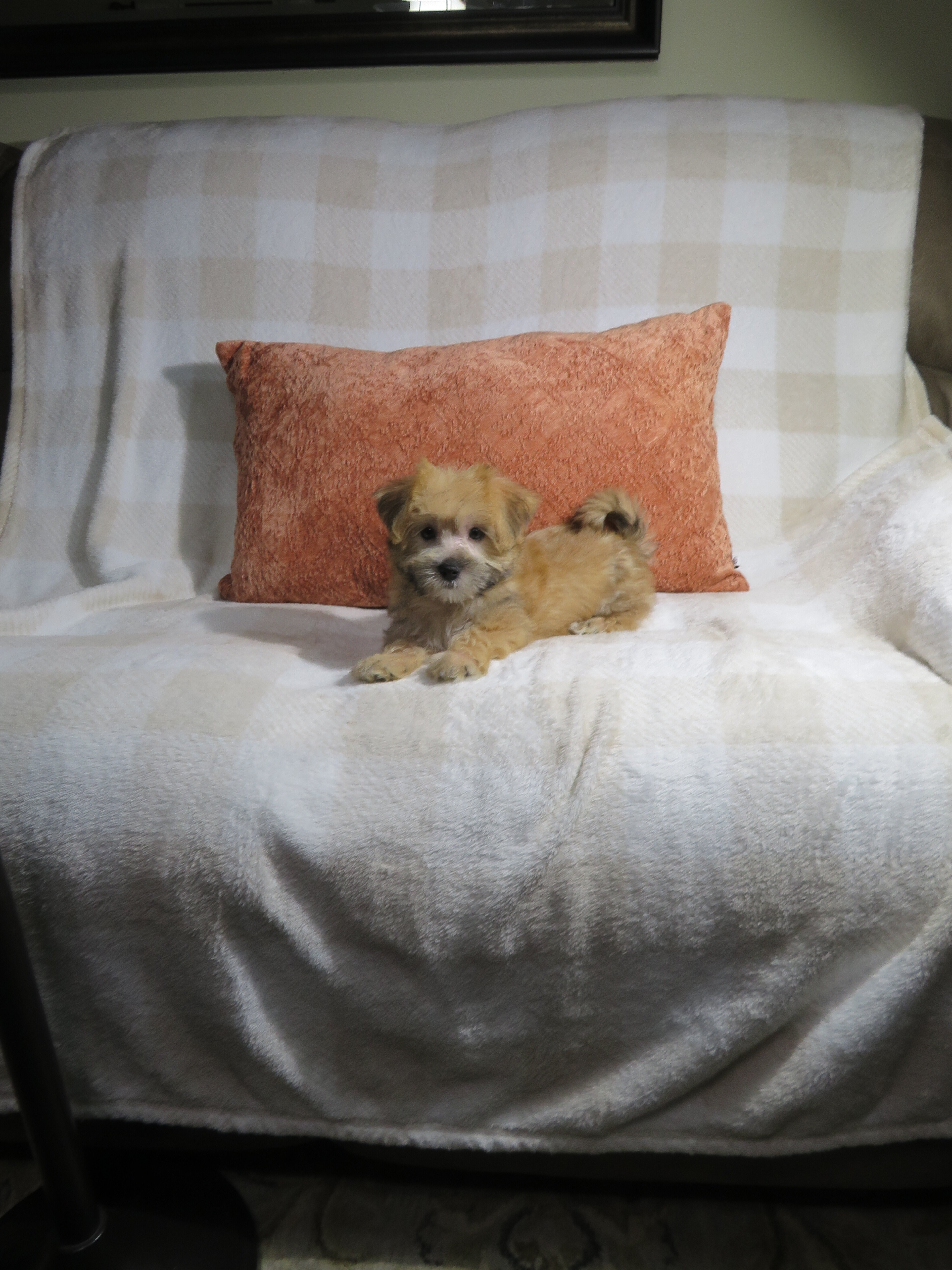 Morkie Puppies Males image 2