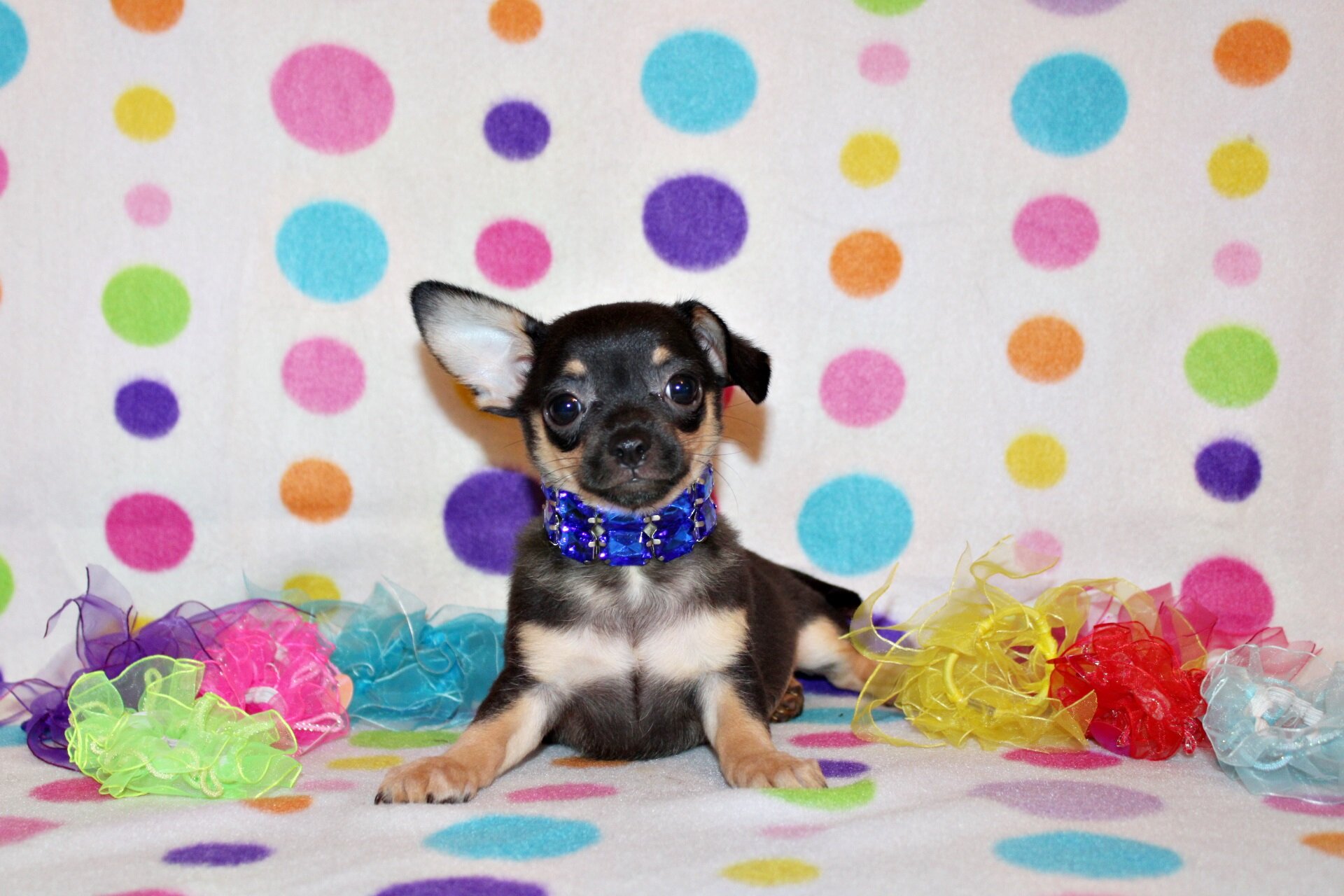 QiQi and Feliz's Litter image 5