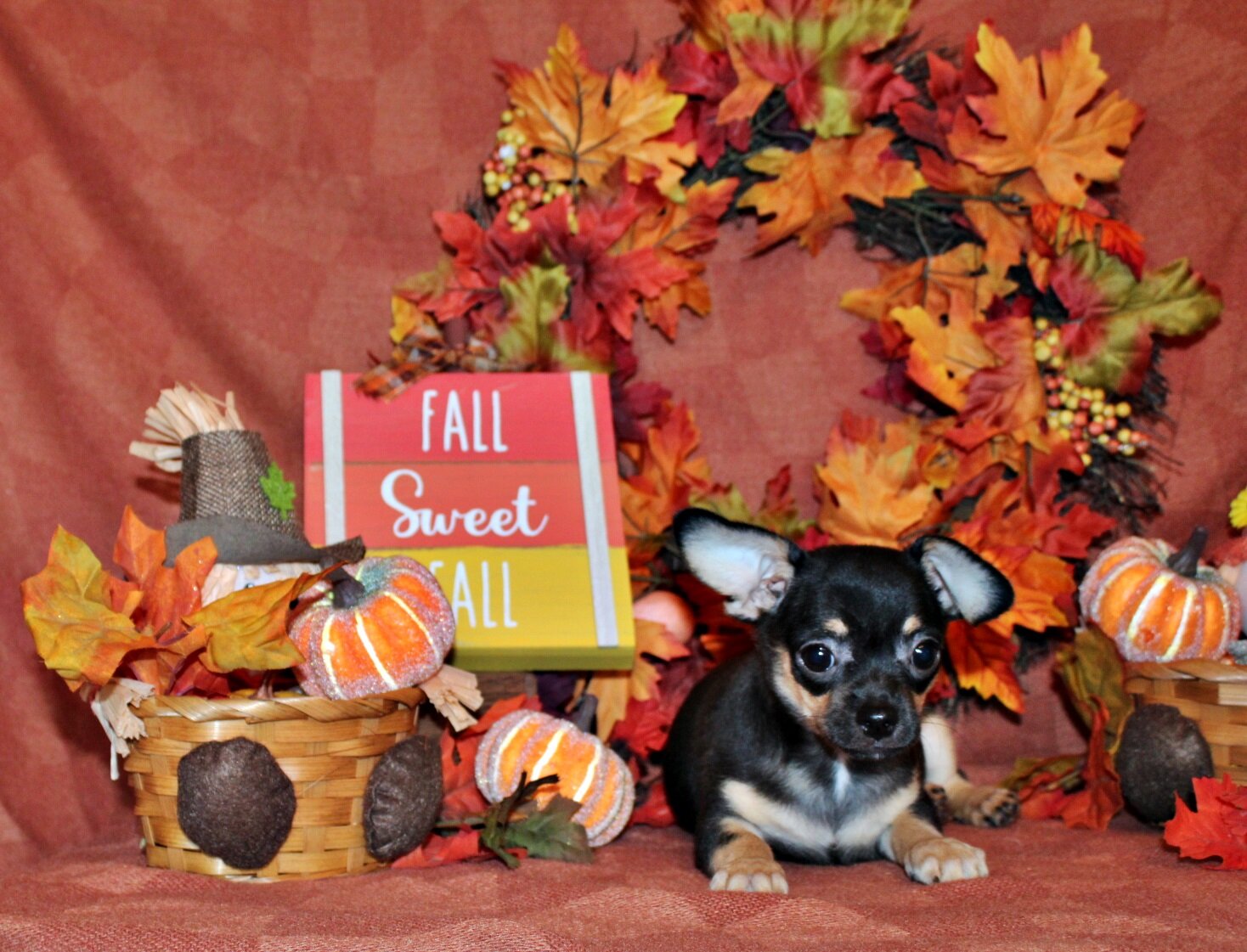 QiQi and Feliz's Litter image 1