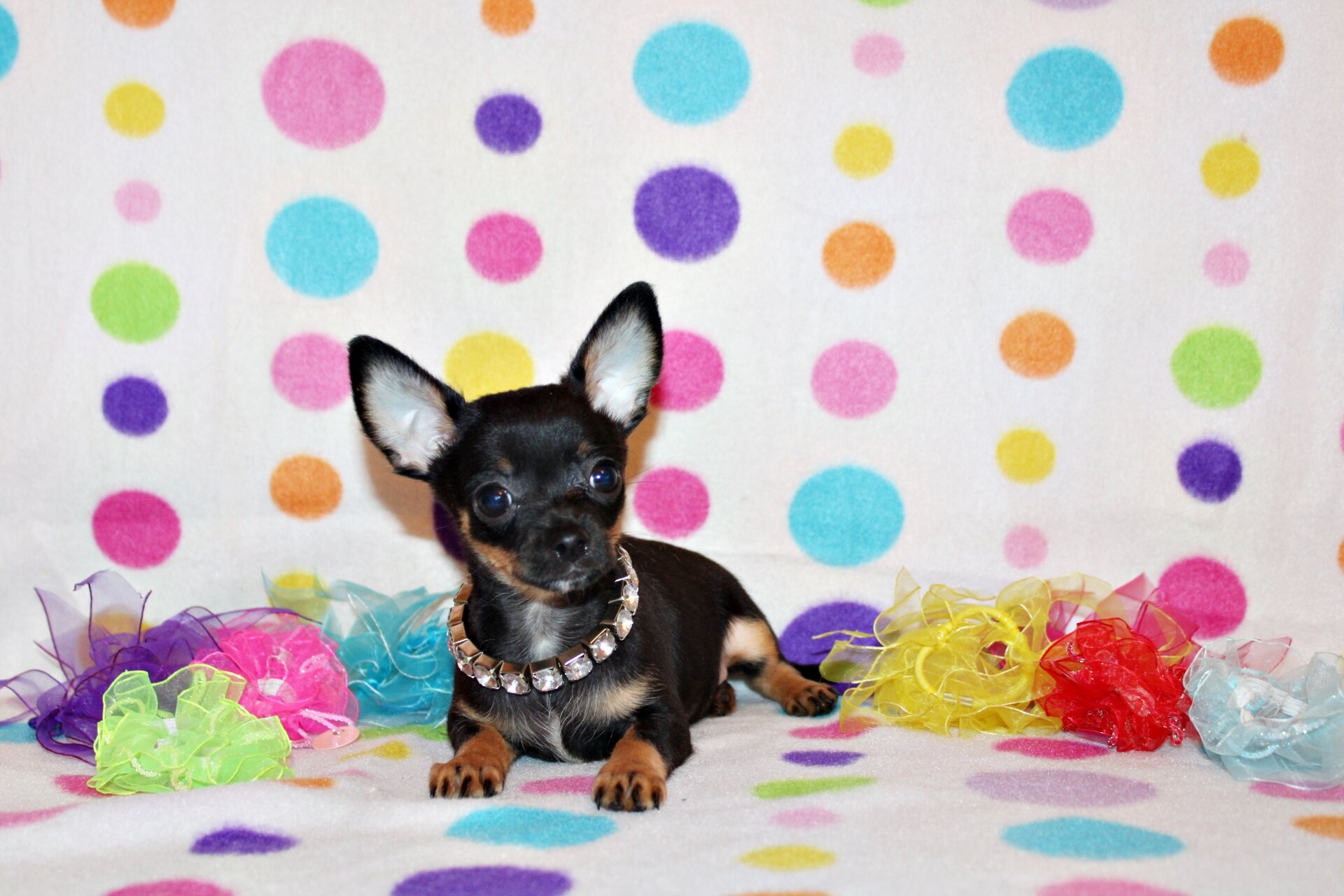 QiQi and Feliz's Litter image 6