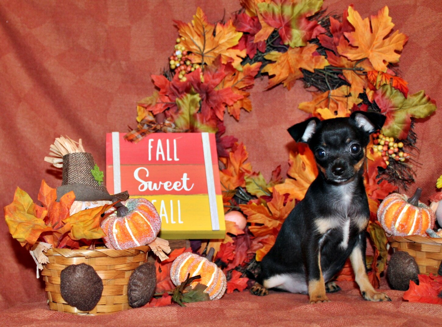 QiQi and Feliz's Litter image 2