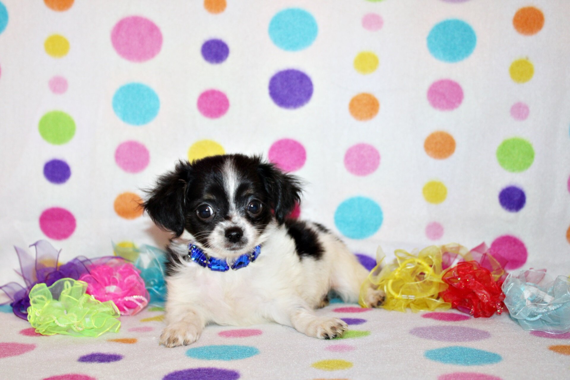 QiQi and Feliz's Litter image 7