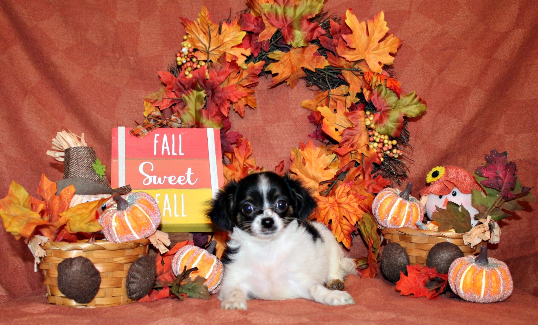 QiQi and Feliz's Litter image 3