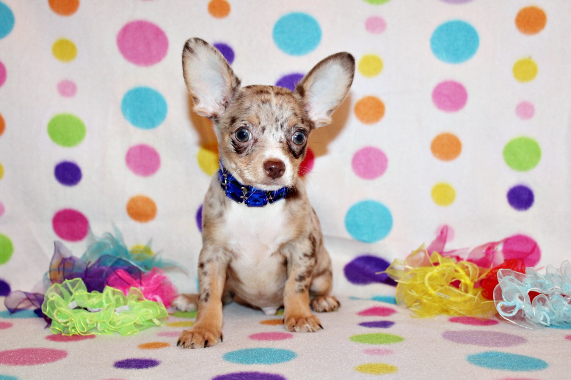QiQi and Feliz's Litter image 8